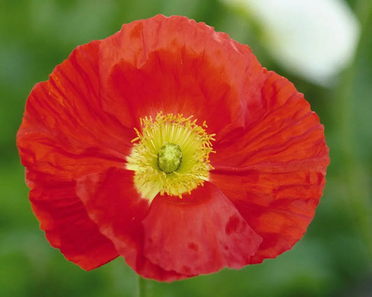 Papaver Nudicaule Champagne Scarlet - View 1 from www redcrocus com
