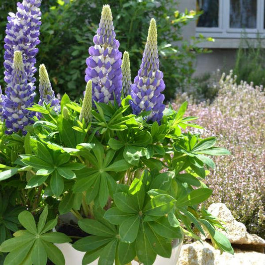 Lupinus Polyphyllus Mini Gallery Blue - View 10 from www redcrocus com