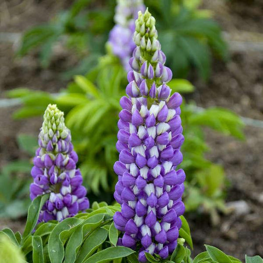 Lupinus Polyphyllus Mini Gallery Blue - View 1 from www redcrocus com
