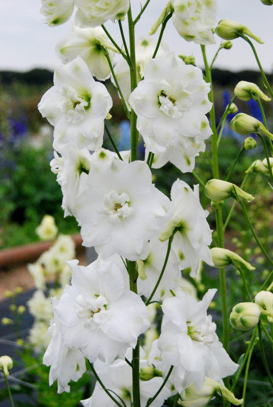 Delphinium Elatum Guardian White - View 10 from www redcrocus com