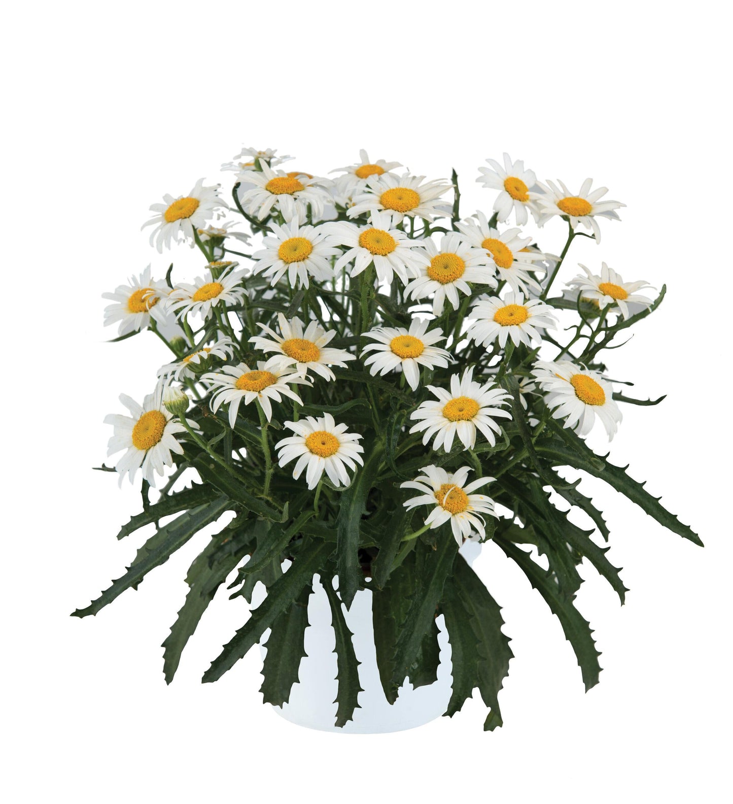 Leucanthemum X Superbum Lucille White - View 10 from www redcrocus com