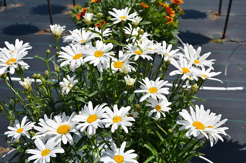 Leucanthemum X Superbum Lucille White - View 17 from www redcrocus com