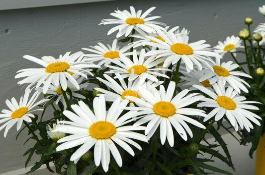 Leucanthemum X Superbum Lucille White - View 1 from www redcrocus com
