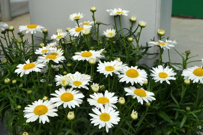 Leucanthemum X Superbum Lucille White - View 2 from www redcrocus com