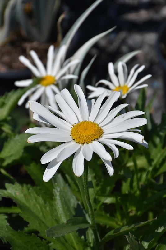 Leucanthemum X Superbum Lucille White - View 3 from www redcrocus com