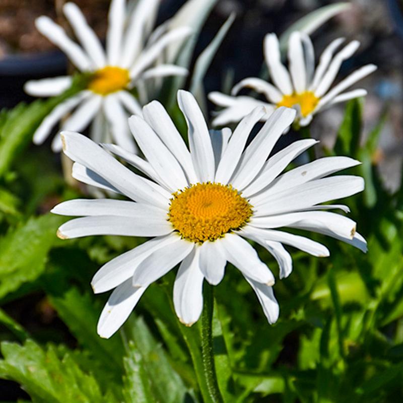 Leucanthemum X Superbum Lucille White - View 4 from www redcrocus com