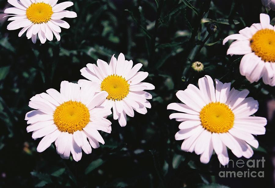 Leucanthemum X Superbum Lucille White - View 6 from www redcrocus com