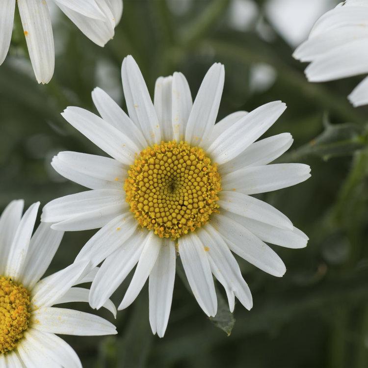Leucanthemum X Superbum Lucille White - View 7 from www redcrocus com