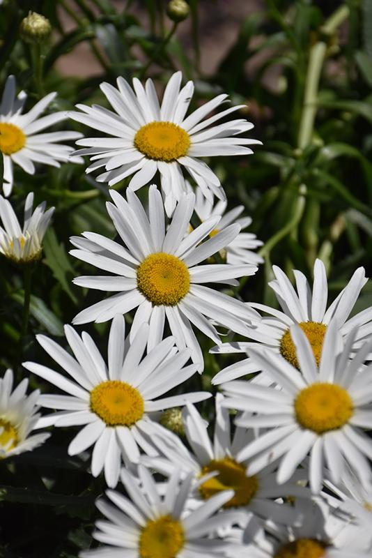 Leucanthemum X Superbum Lucille White - View 8 from www redcrocus com