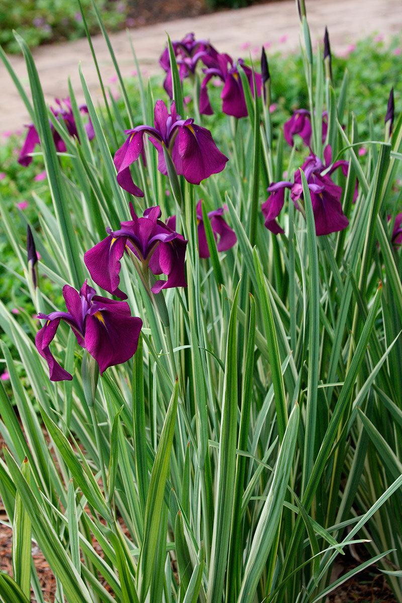 Iris Ensata Variegata - View 16 from www redcrocus com