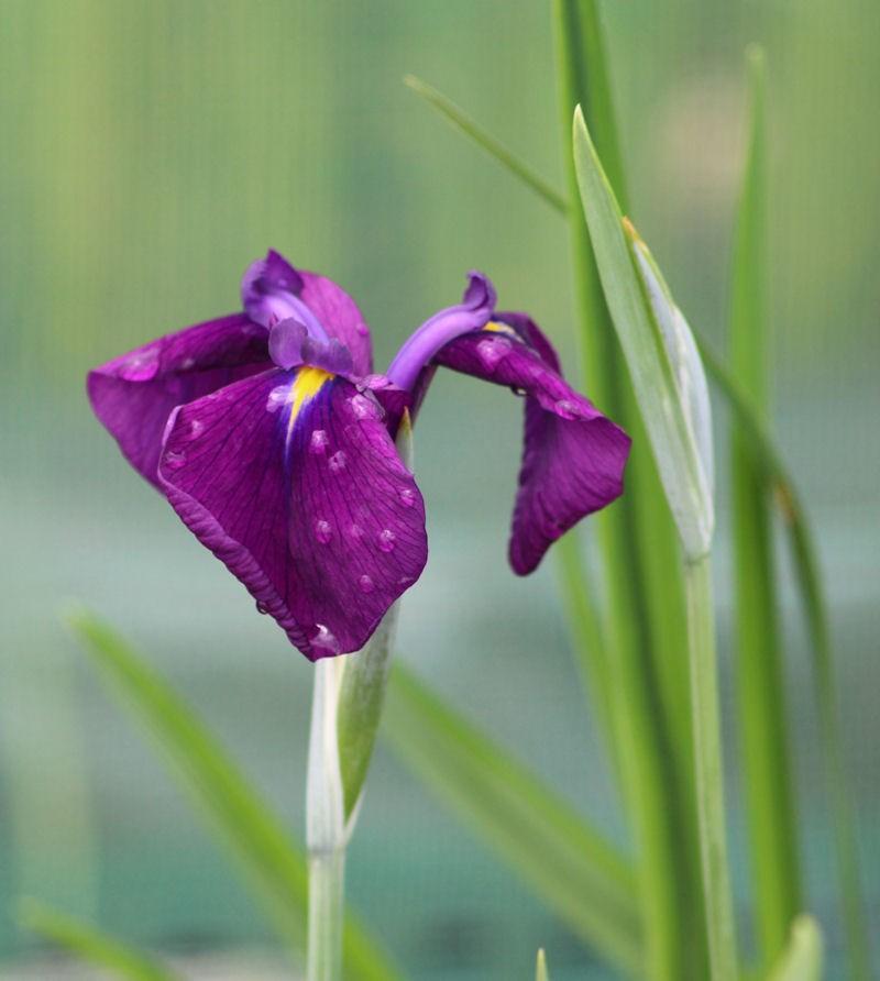 Iris Ensata Variegata - View 17 from www redcrocus com