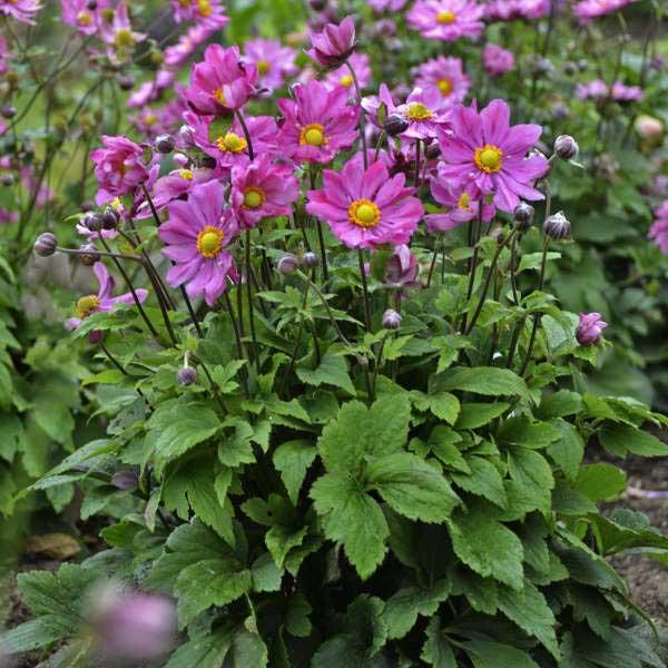Anemone Curtain Call Pink - View 10 from www redcrocus com