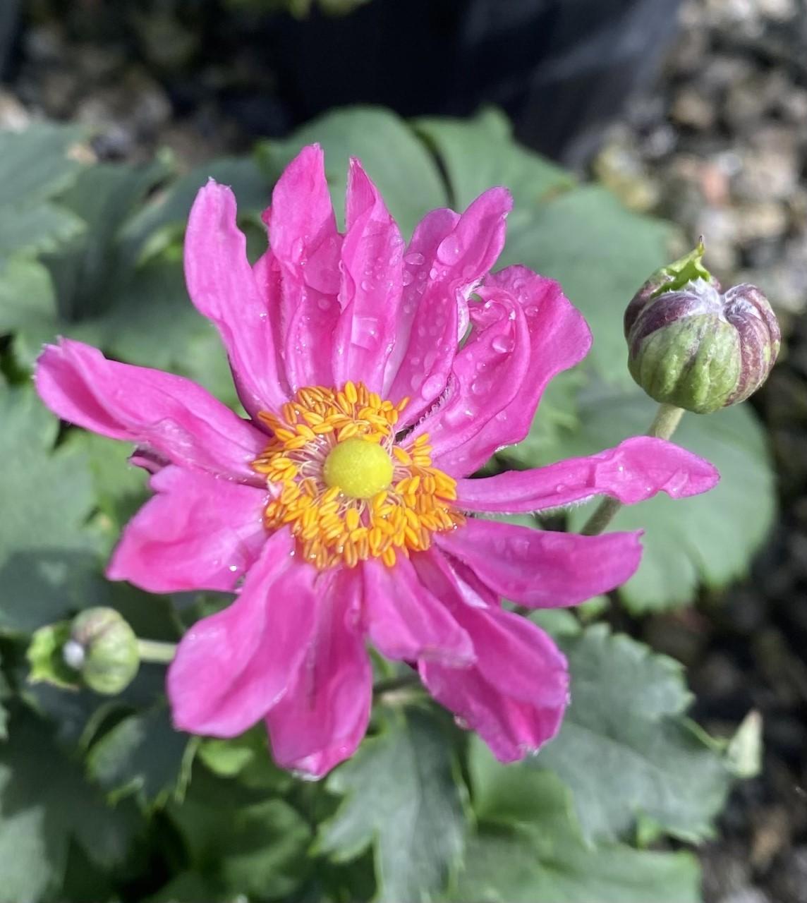 Anemone Curtain Call Pink - View 14 from www redcrocus com