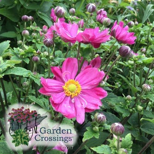 Anemone Curtain Call Pink - View 17 from www redcrocus com