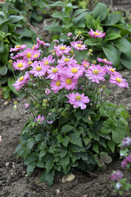 Anemone Curtain Call Pink - View 1 from www redcrocus com