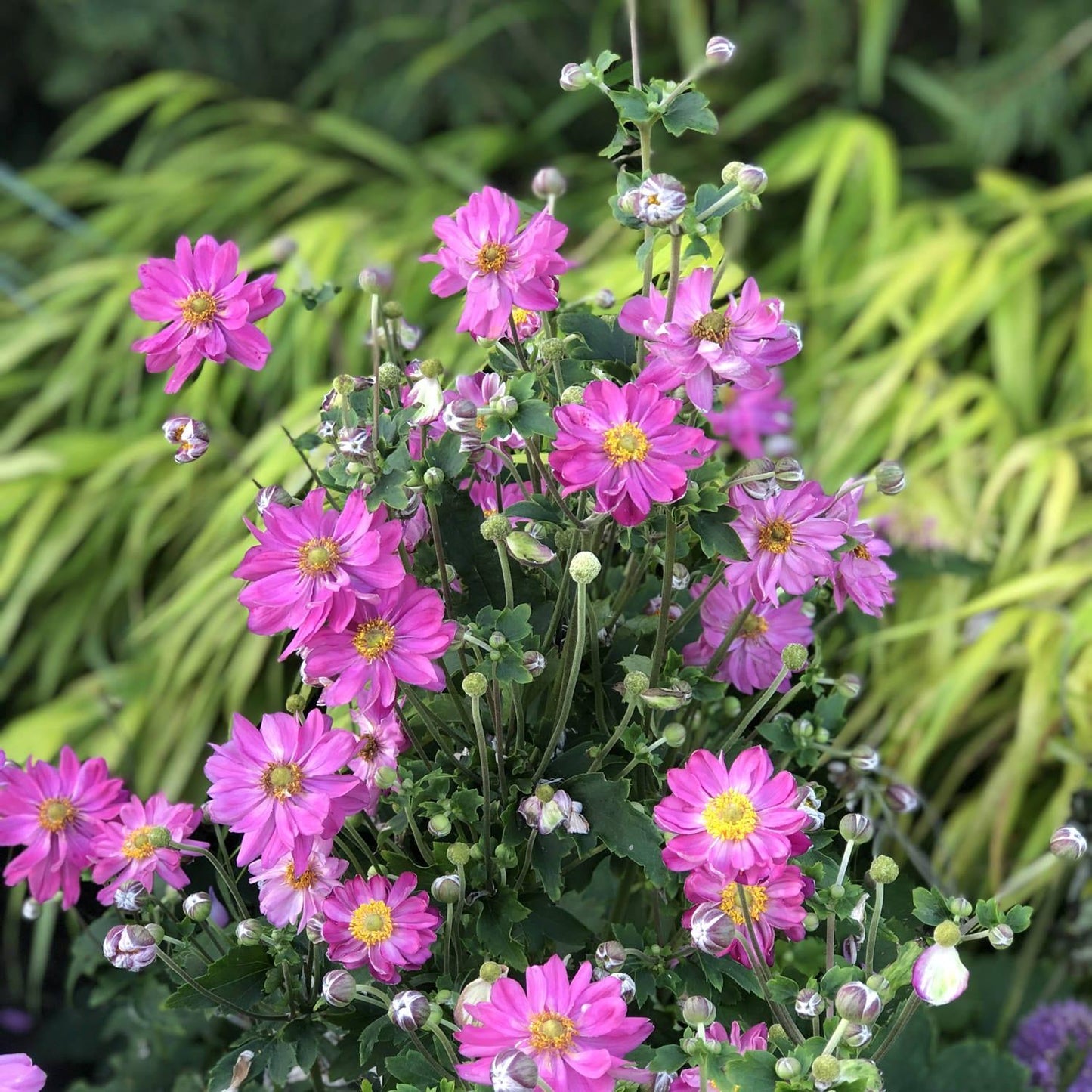 Anemone Curtain Call Pink - View 2 from www redcrocus com