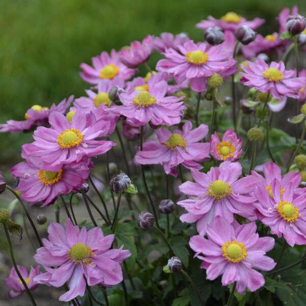 Anemone Curtain Call Pink - View 3 from www redcrocus com