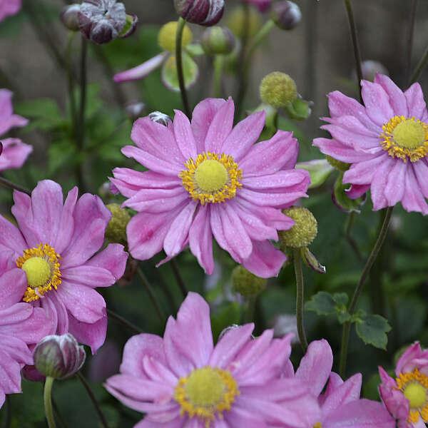 Anemone Curtain Call Pink - View 4 from www redcrocus com