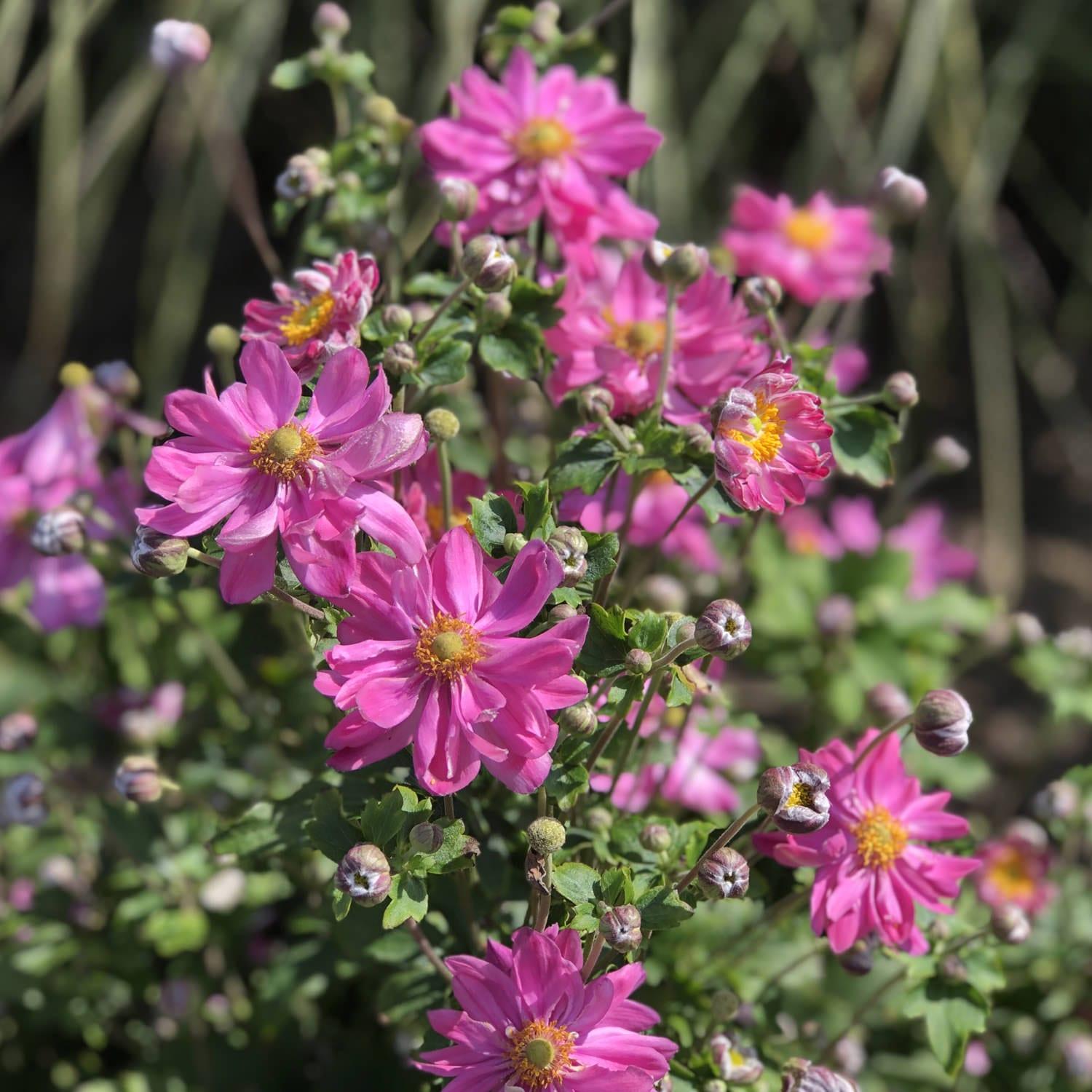 Anemone Curtain Call Pink - View 5 from www redcrocus com