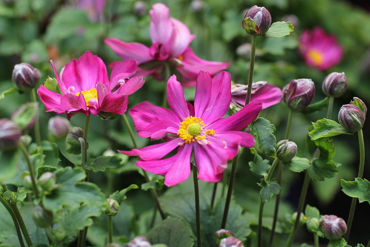 Anemone Curtain Call Pink - View 7 from www redcrocus com