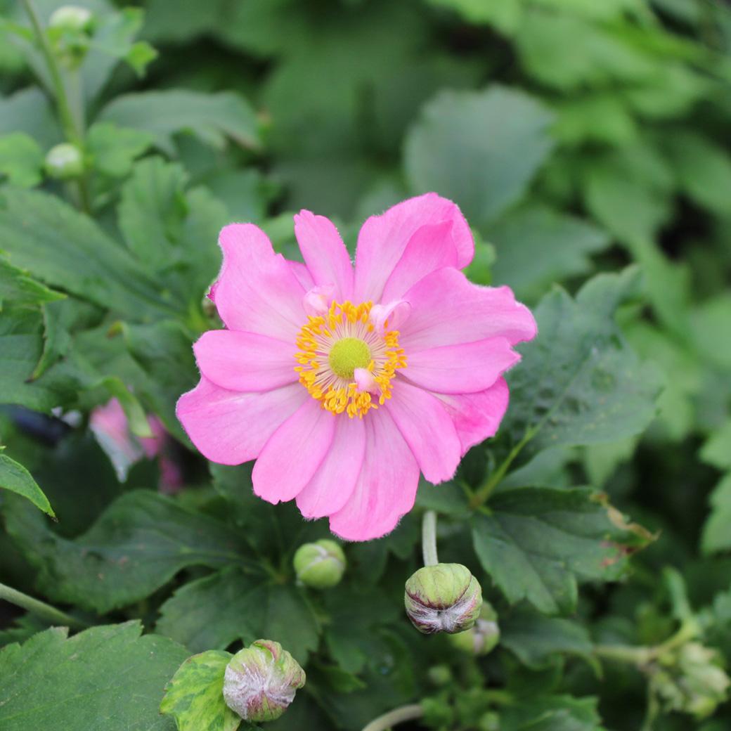 Anemone Curtain Call Pink - View 8 from www redcrocus com