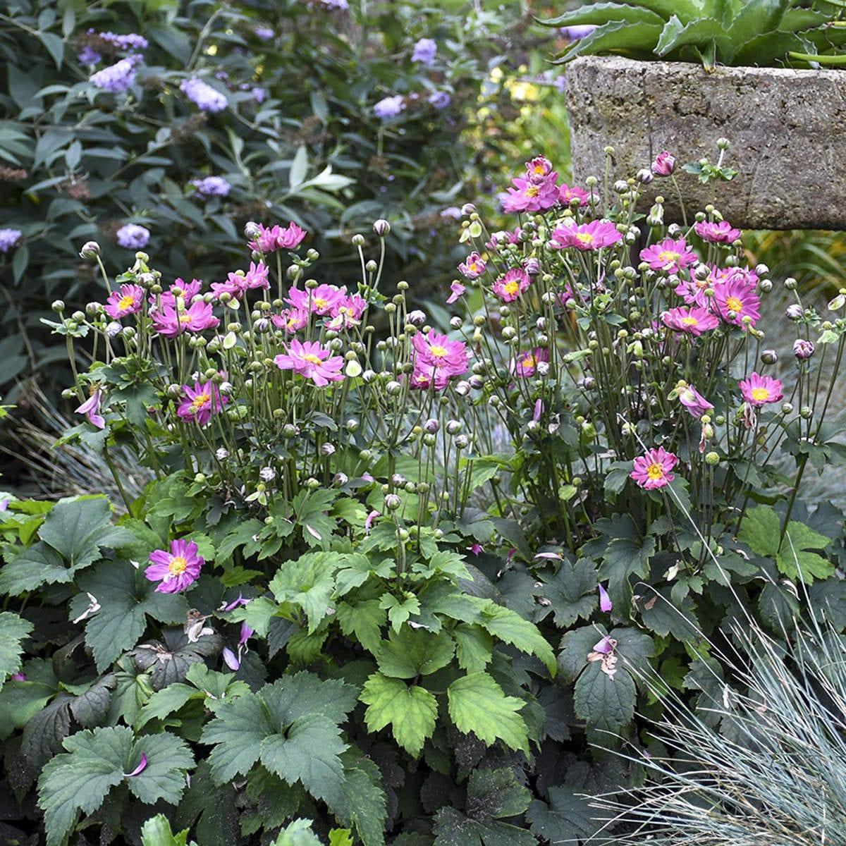 Anemone Curtain Call Pink - View 9 from www redcrocus com