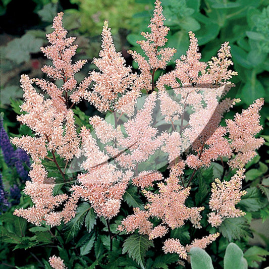 Astilbe X Rosea Peach Blossom - View 11 from www redcrocus com
