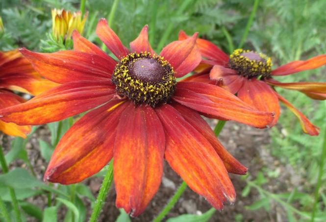 Echibeckia Summerina Orange - View 12 from www redcrocus com