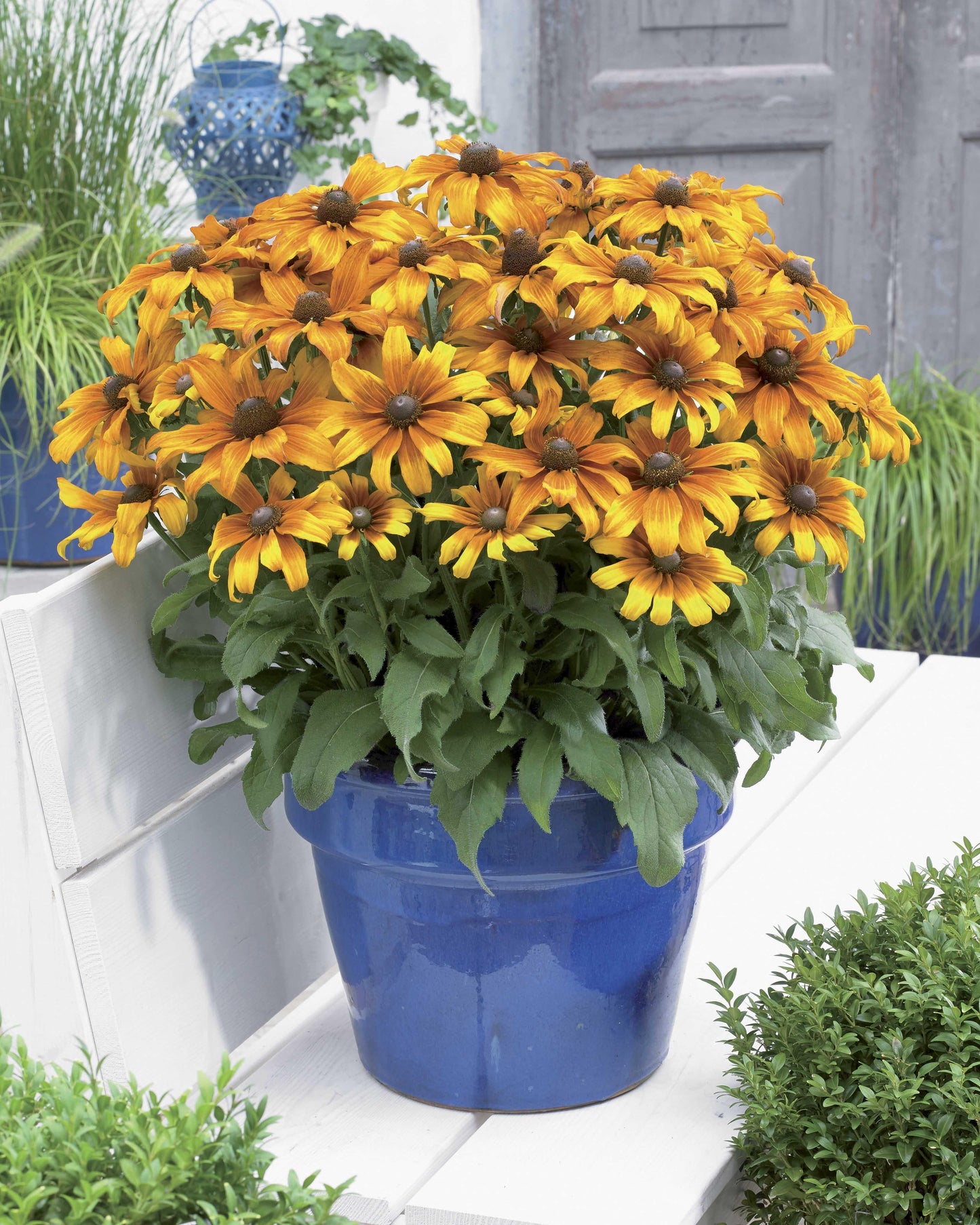 Echibeckia Summerina Orange - View 15 from www redcrocus com