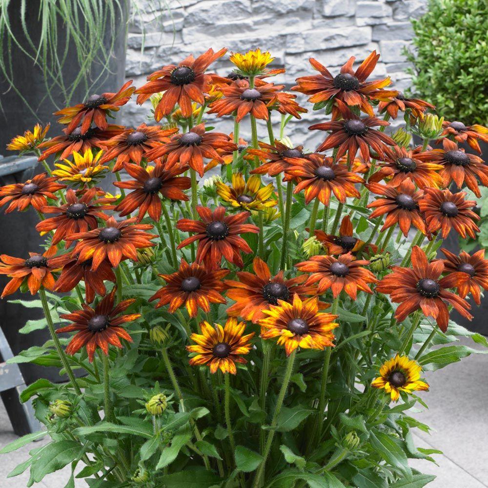 Echibeckia Summerina Orange - View 1 from www redcrocus com