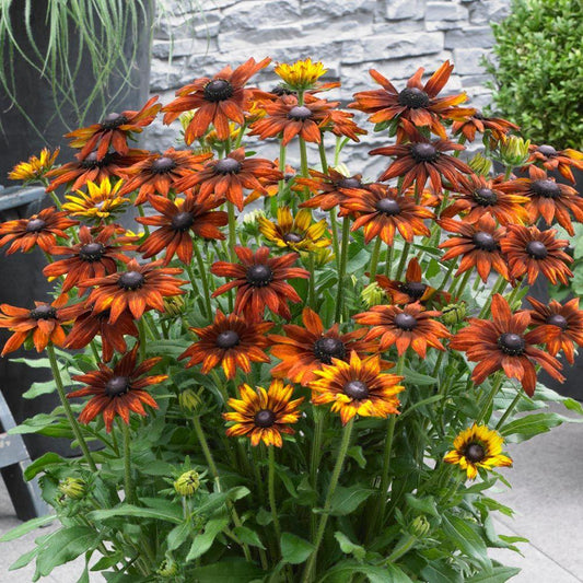Echibeckia Summerina Orange - View 1 from www redcrocus com