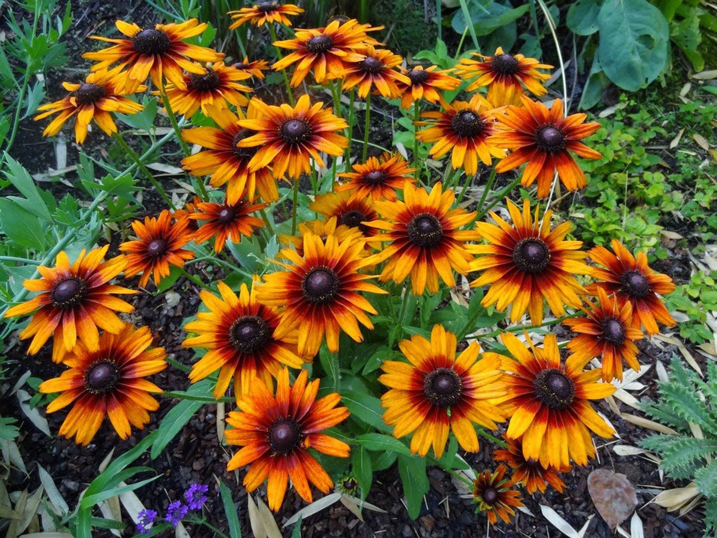 Echibeckia Summerina Orange - View 2 from www redcrocus com