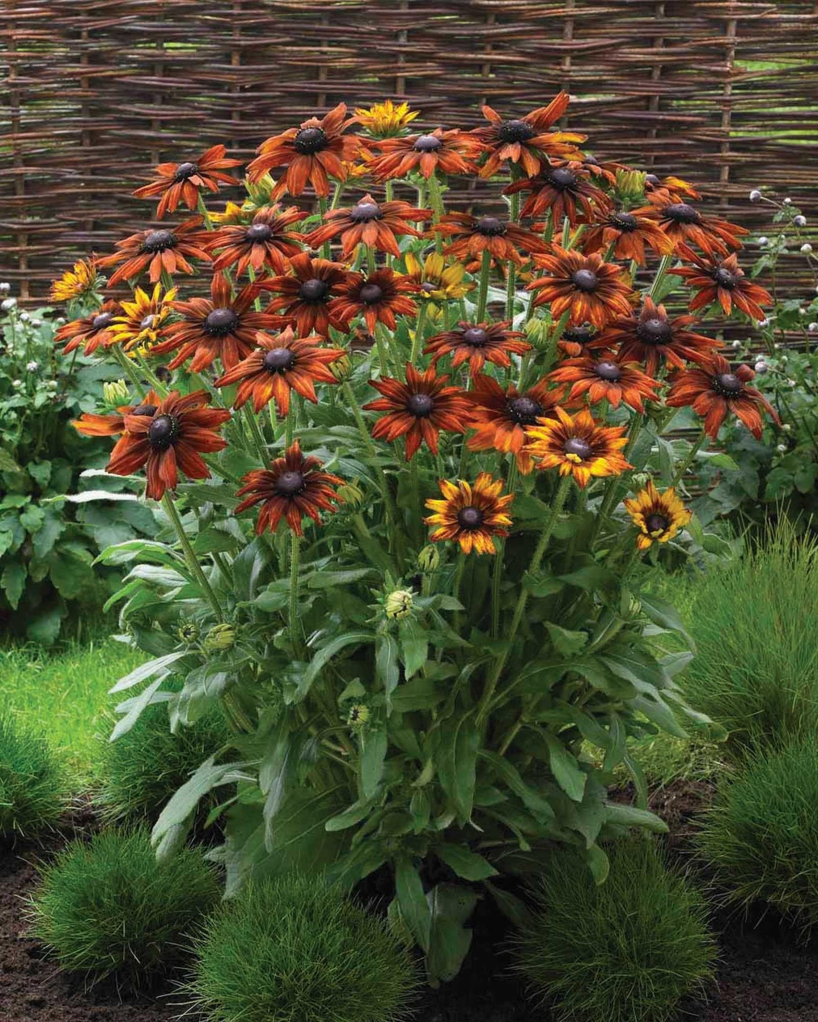 Echibeckia Summerina Orange - View 4 from www redcrocus com