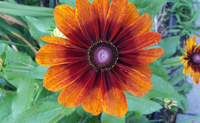 Echibeckia Summerina Orange - View 5 from www redcrocus com