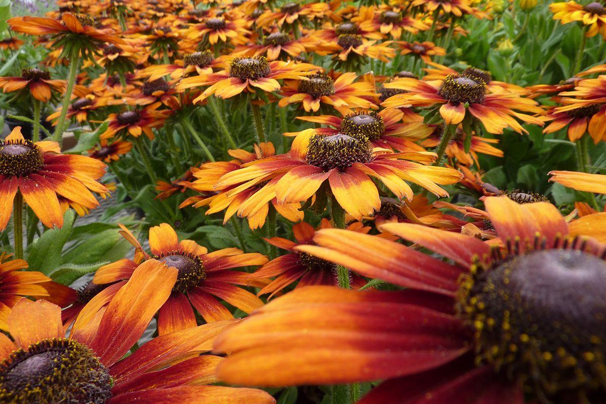 Echibeckia Summerina Orange - View 6 from www redcrocus com