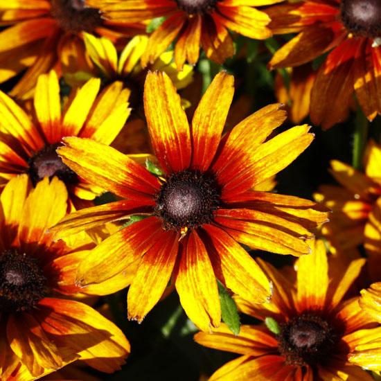 Echibeckia Summerina Orange - View 8 from www redcrocus com