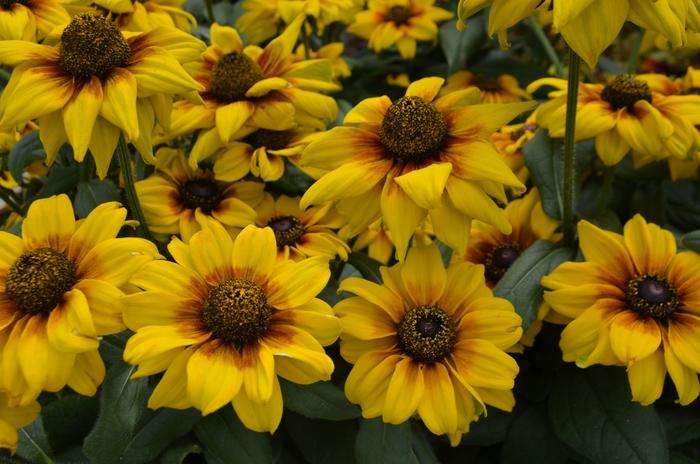 Echibeckia Summerina Yellow - View 10 from www redcrocus com