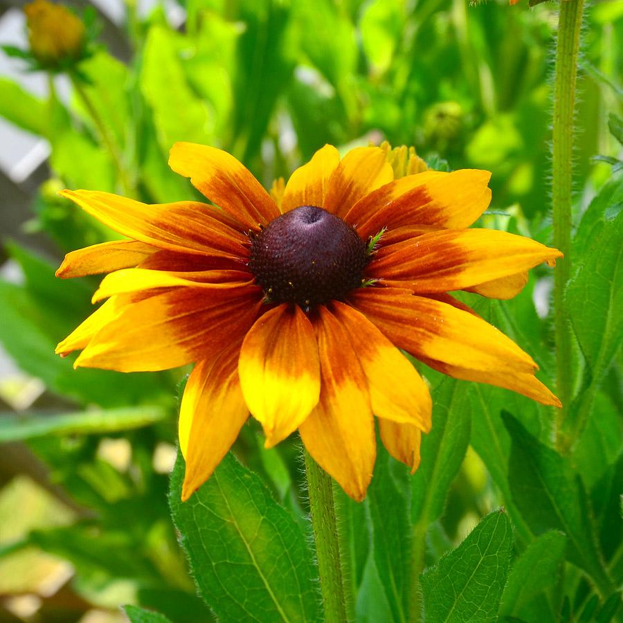 Echibeckia Summerina Yellow - View 13 from www redcrocus com