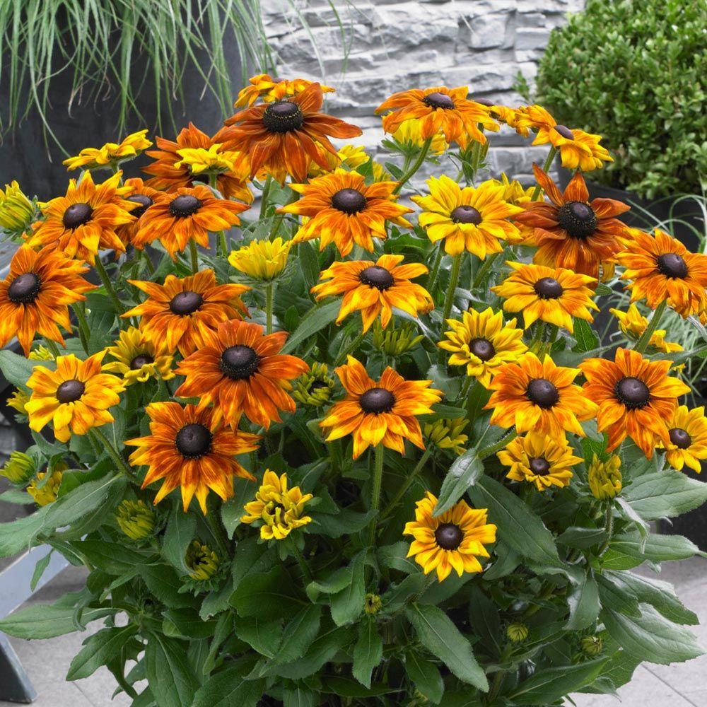 Echibeckia Summerina Yellow - View 1 from www redcrocus com