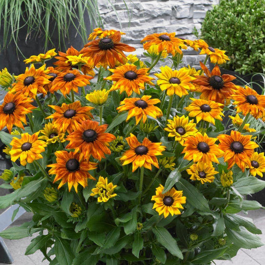 Echibeckia Summerina Yellow - View 1 from www redcrocus com