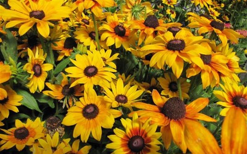 Echibeckia Summerina Yellow - View 2 from www redcrocus com