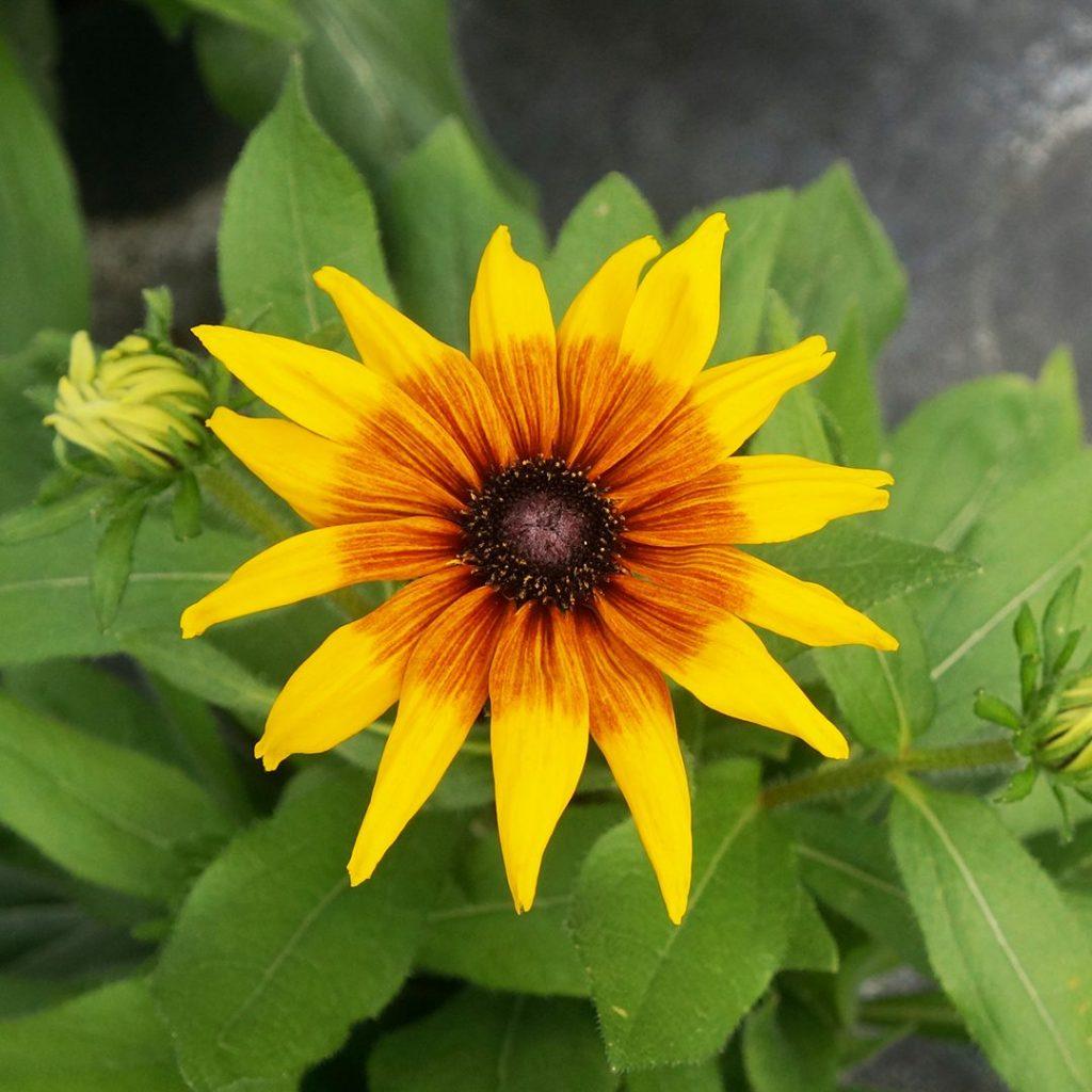 Echibeckia Summerina Yellow - View 3 from www redcrocus com