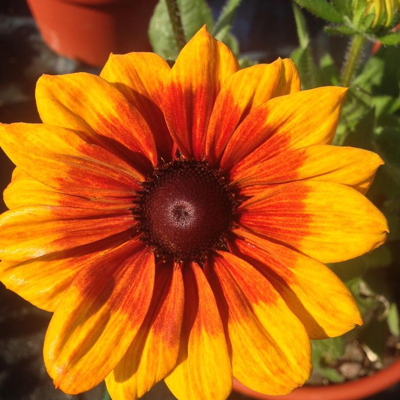 Echibeckia Summerina Yellow - View 4 from www redcrocus com