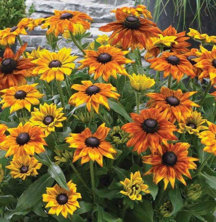 Echibeckia Summerina Yellow - View 7 from www redcrocus com