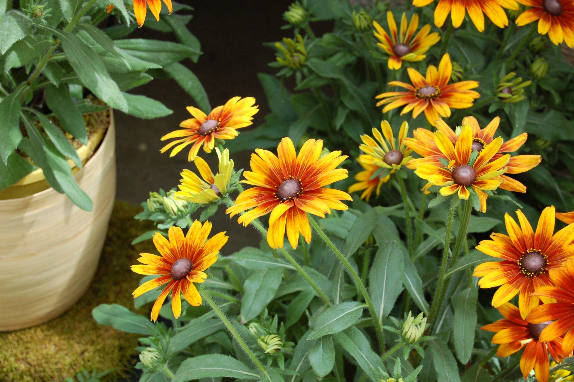 Echibeckia Summerina Yellow - View 8 from www redcrocus com