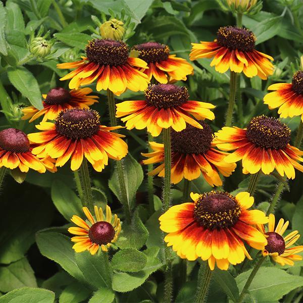 Echibeckia Summerina Yellow - View 9 from www redcrocus com