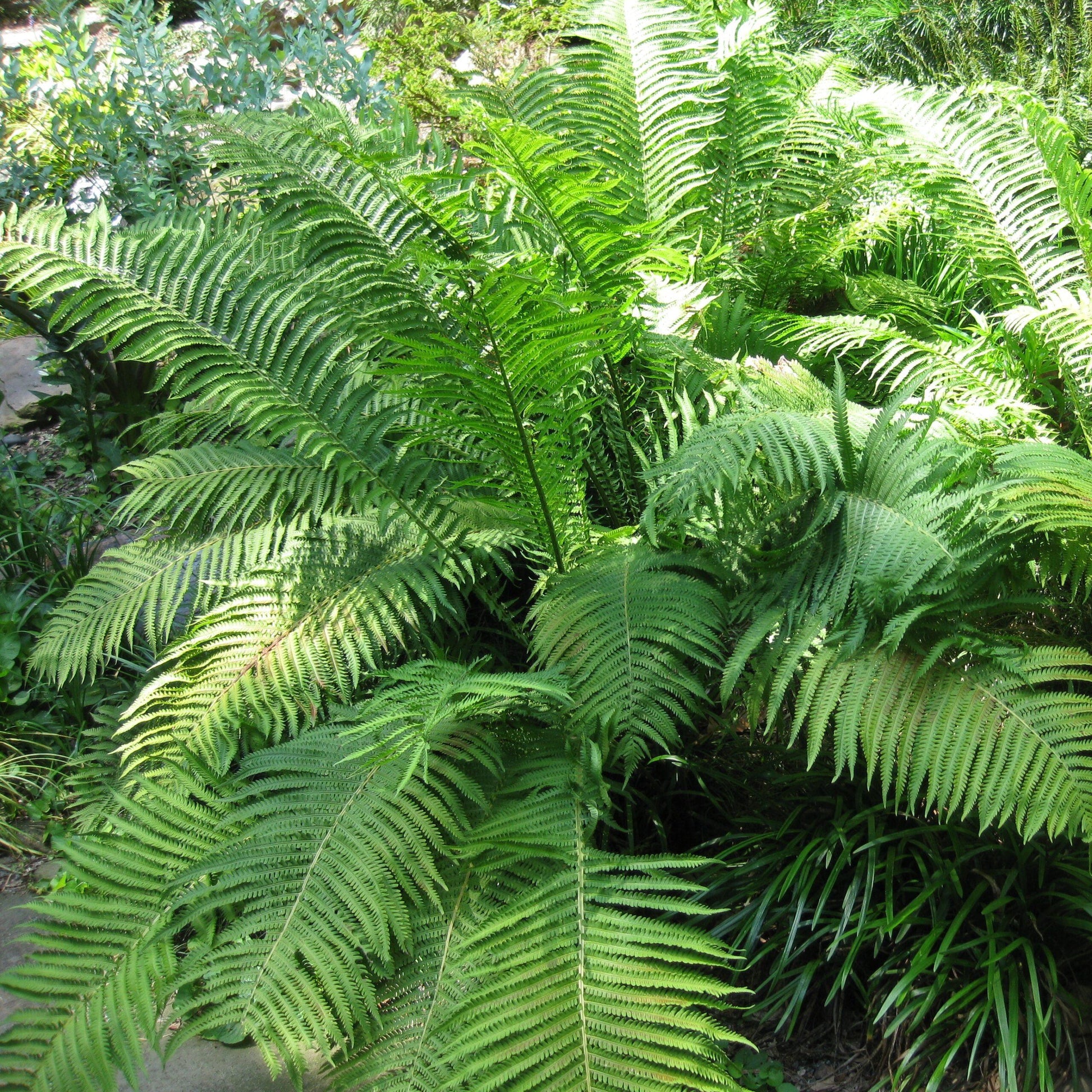 Fern Matteuccia Struthiopteris - View 11 from www redcrocus com