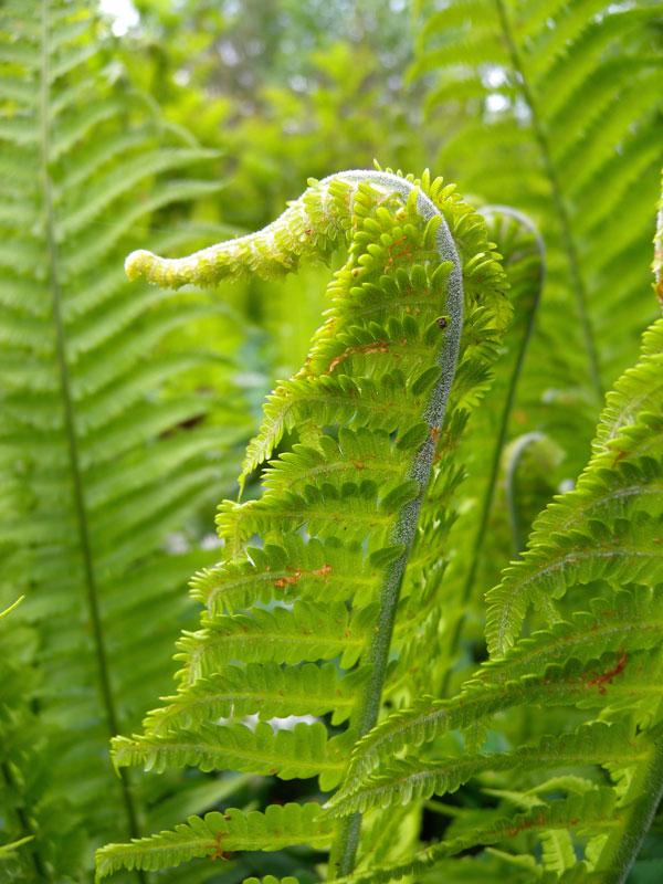 Fern Matteuccia Struthiopteris - View 13 from www redcrocus com