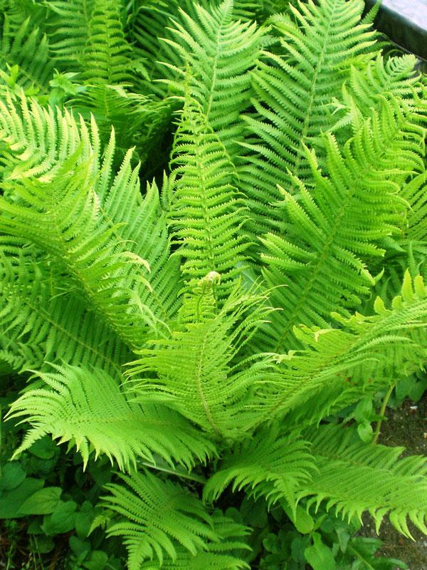 Fern Matteuccia Struthiopteris - View 14 from www redcrocus com