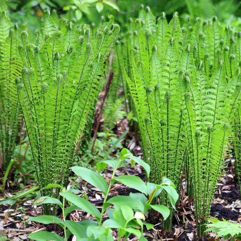 Fern Matteuccia Struthiopteris - View 16 from www redcrocus com